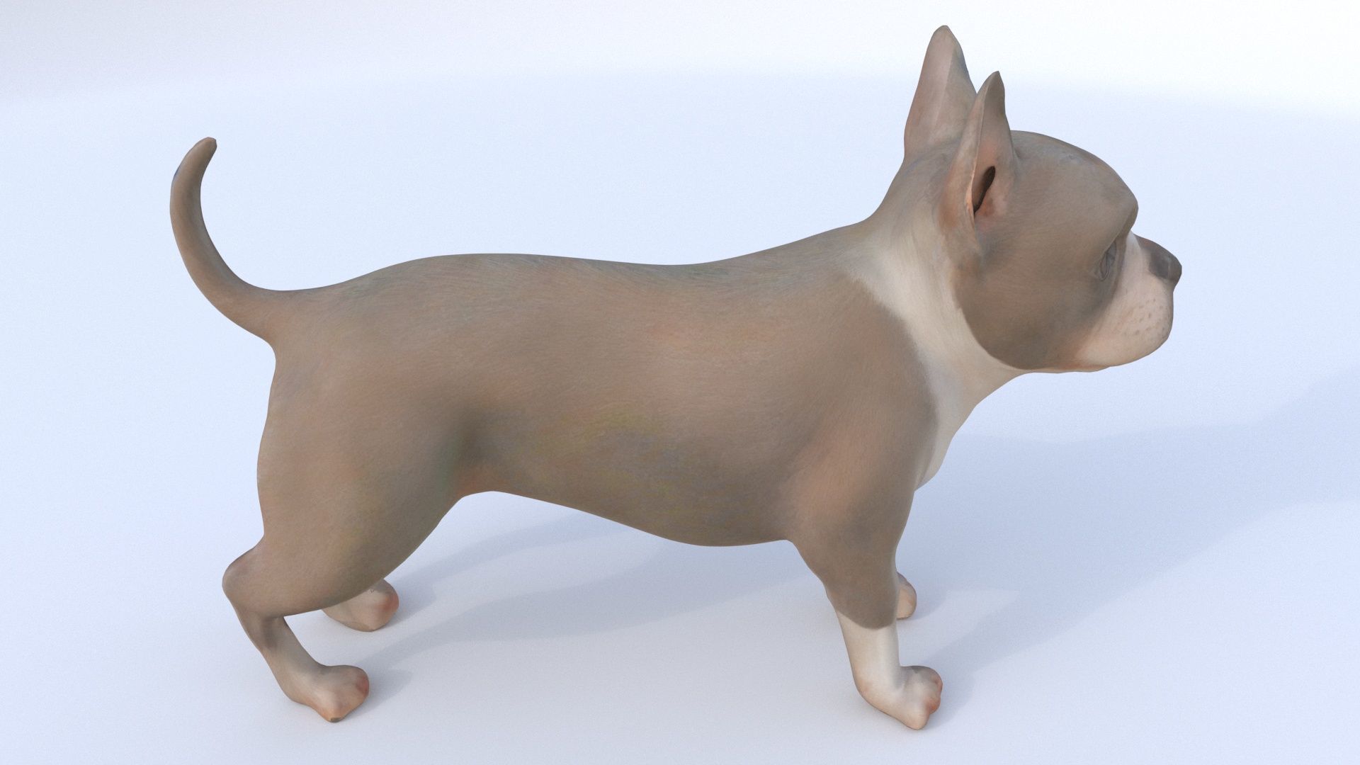 Boston Terrier 3D model_4