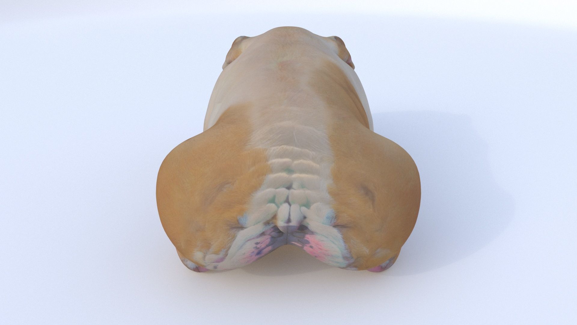 Bulldog sleeping 3D model_4