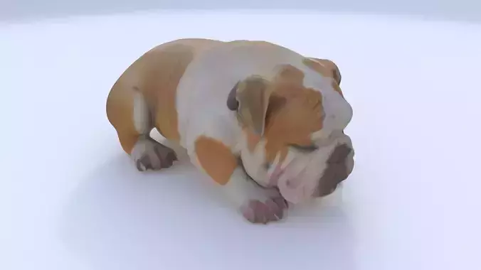 Bulldog sleeping 3D model