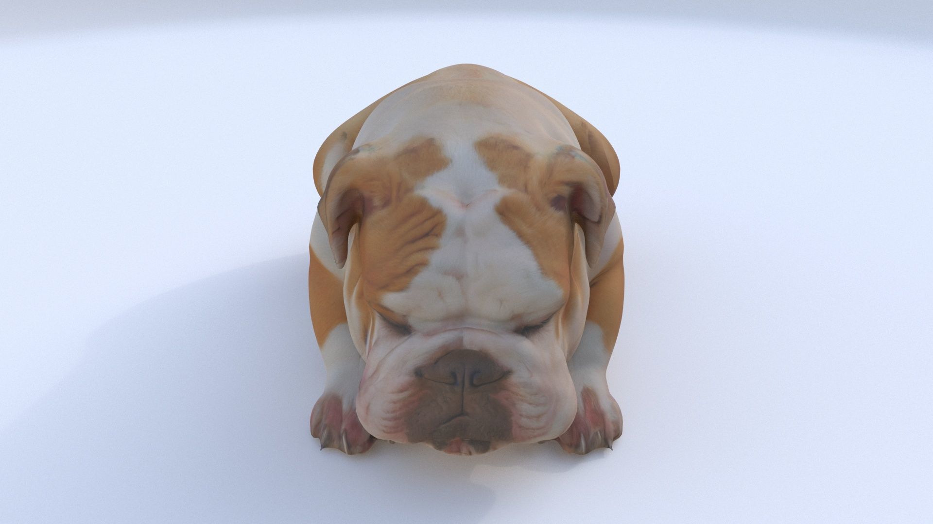 Bulldog sleeping 3D model_1