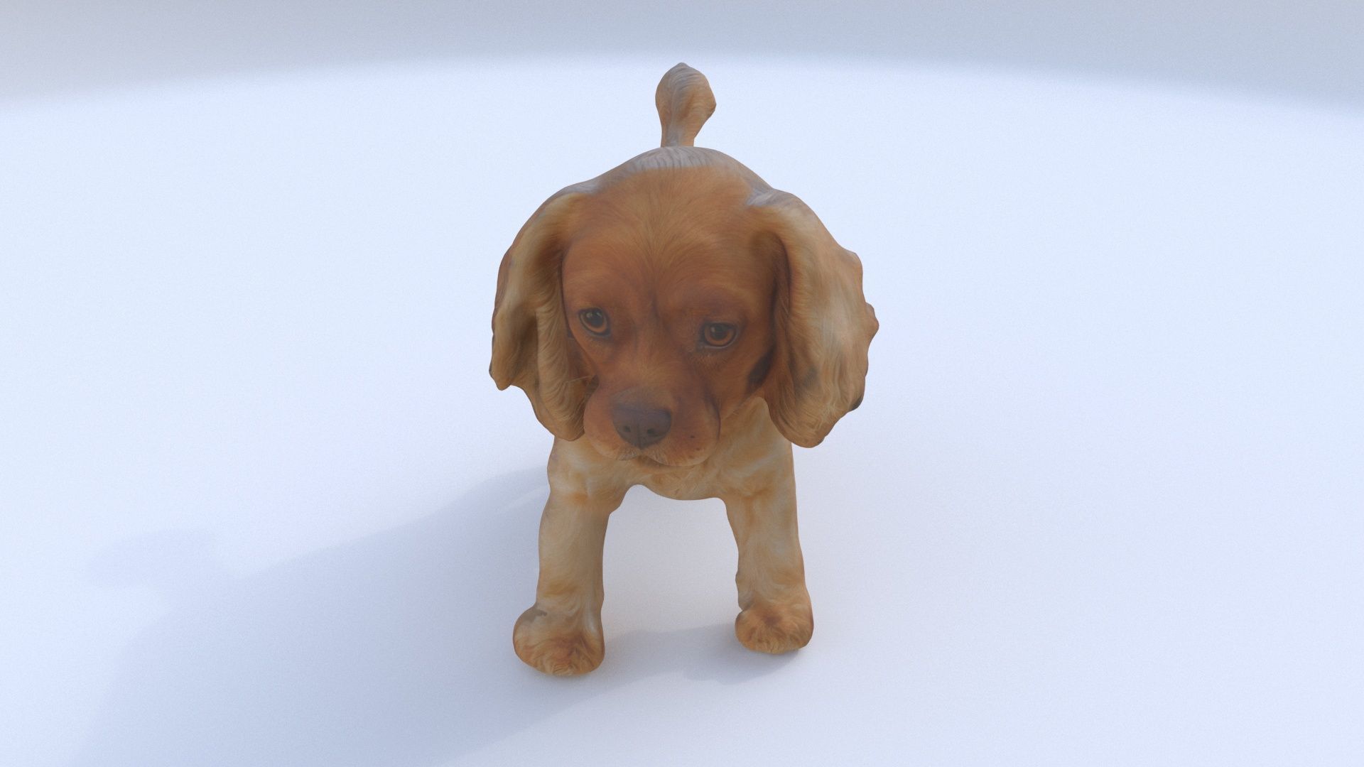 Cocker Spaniel 3D model_1