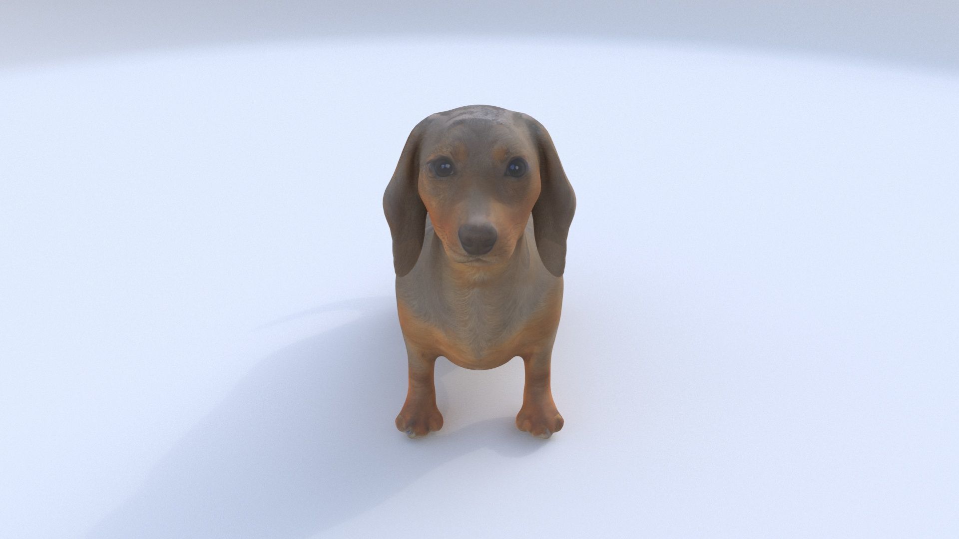 Dachshund seated 3D model_1