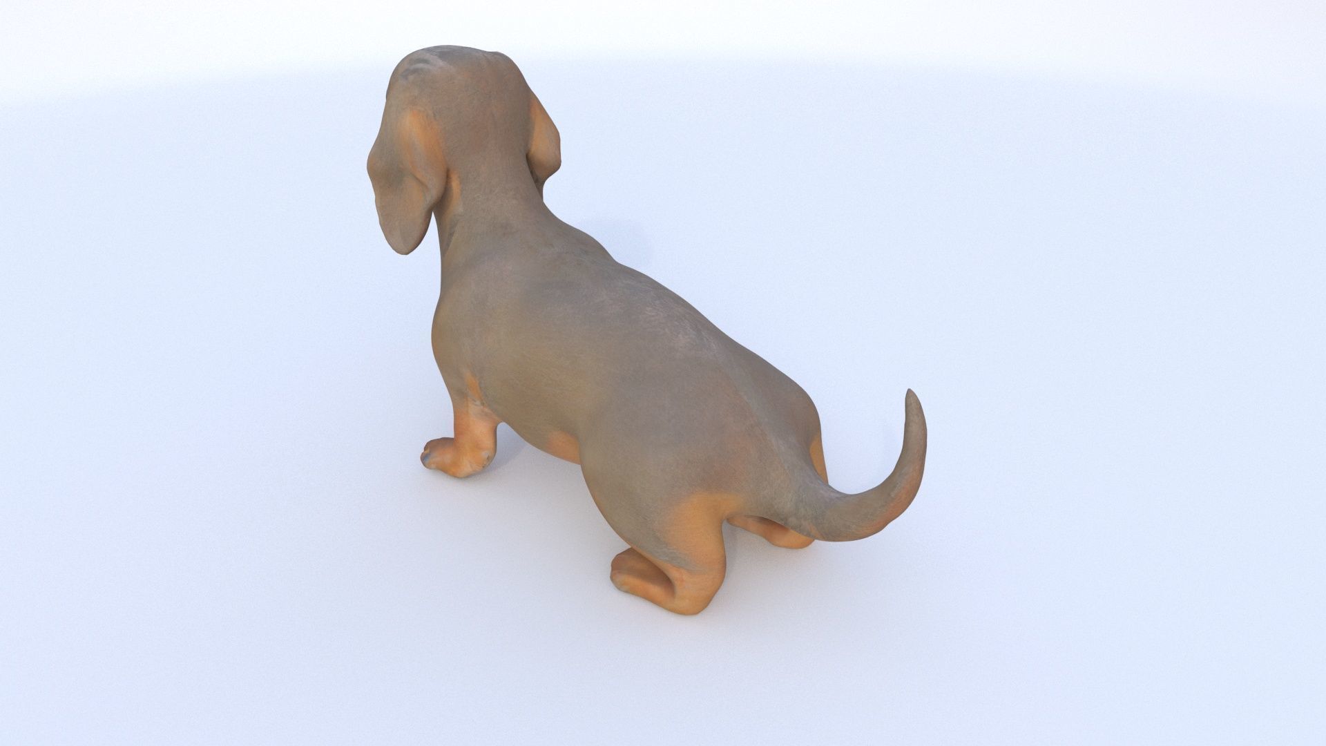 Dachshund seated 3D model_3