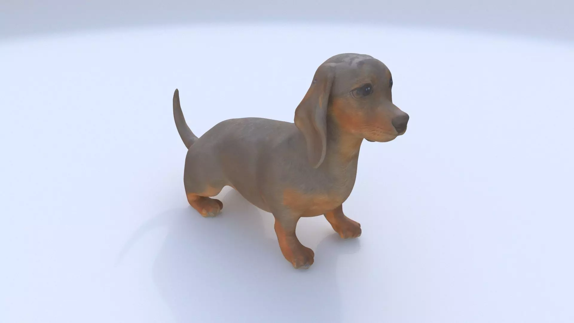 Dachshund seated 3D model_0