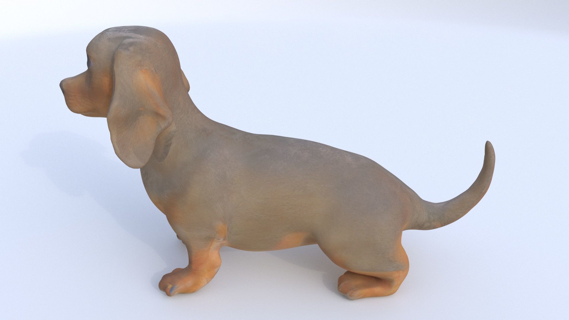 Dachshund seated 3D model_2
