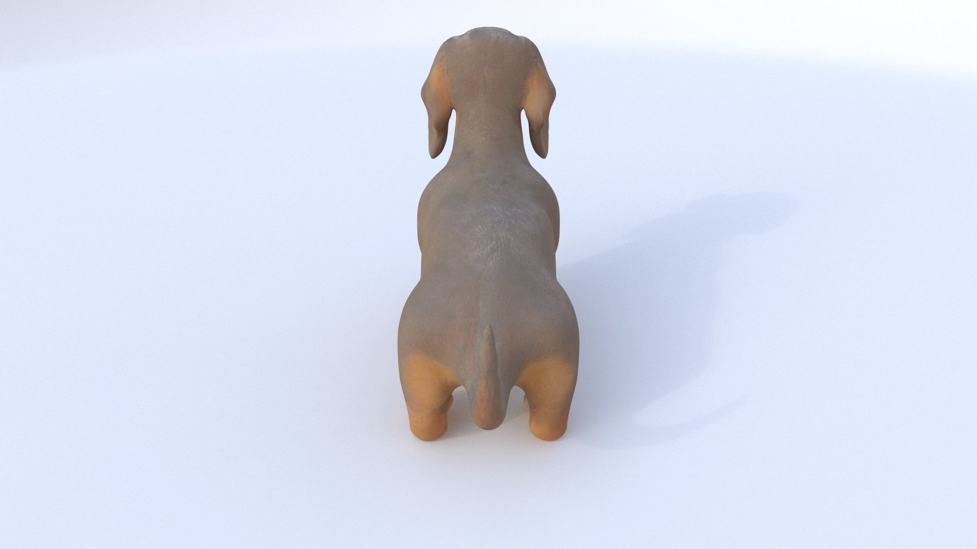 Dachshund seated 3D model_4