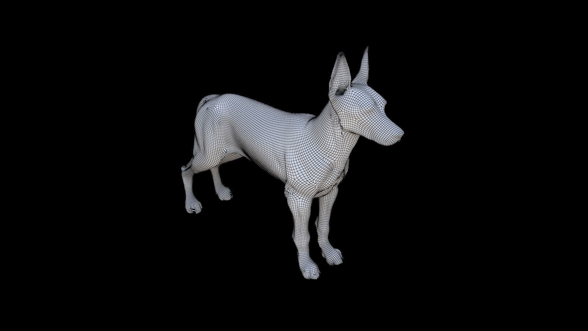Doberman Pinscher 3D model_5