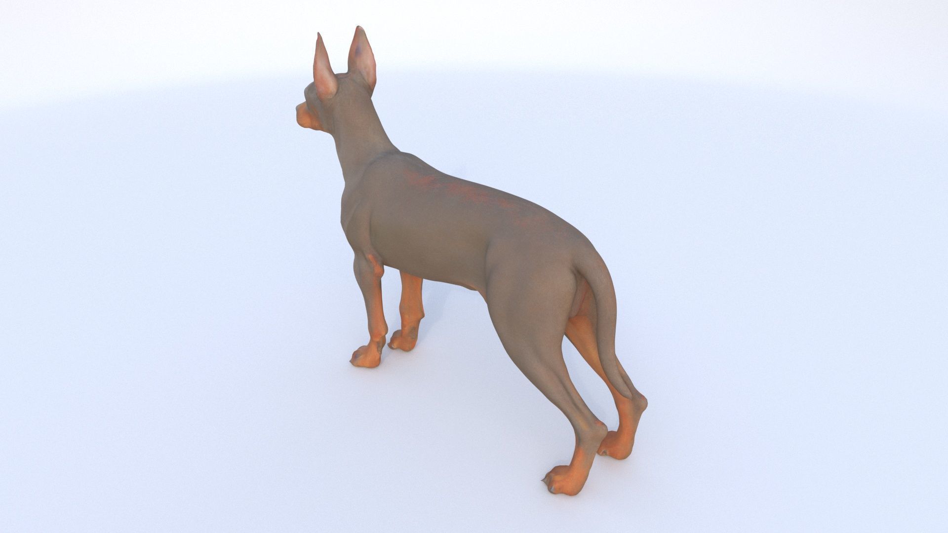 Doberman Pinscher 3D model_3