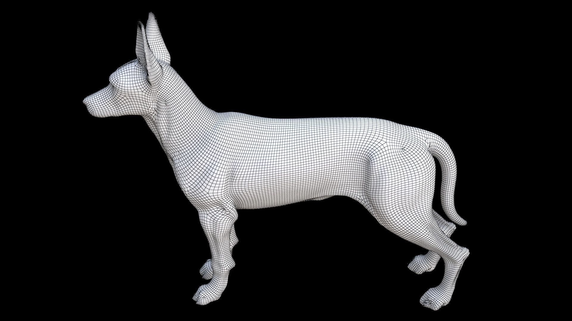 Doberman Pinscher 3D model_7