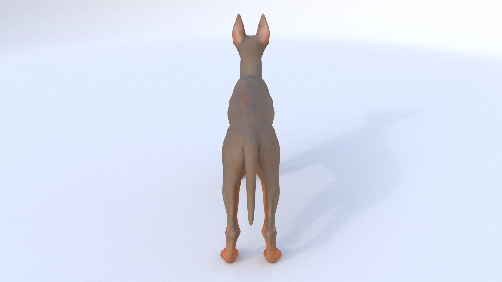Doberman Pinscher 3D model_4