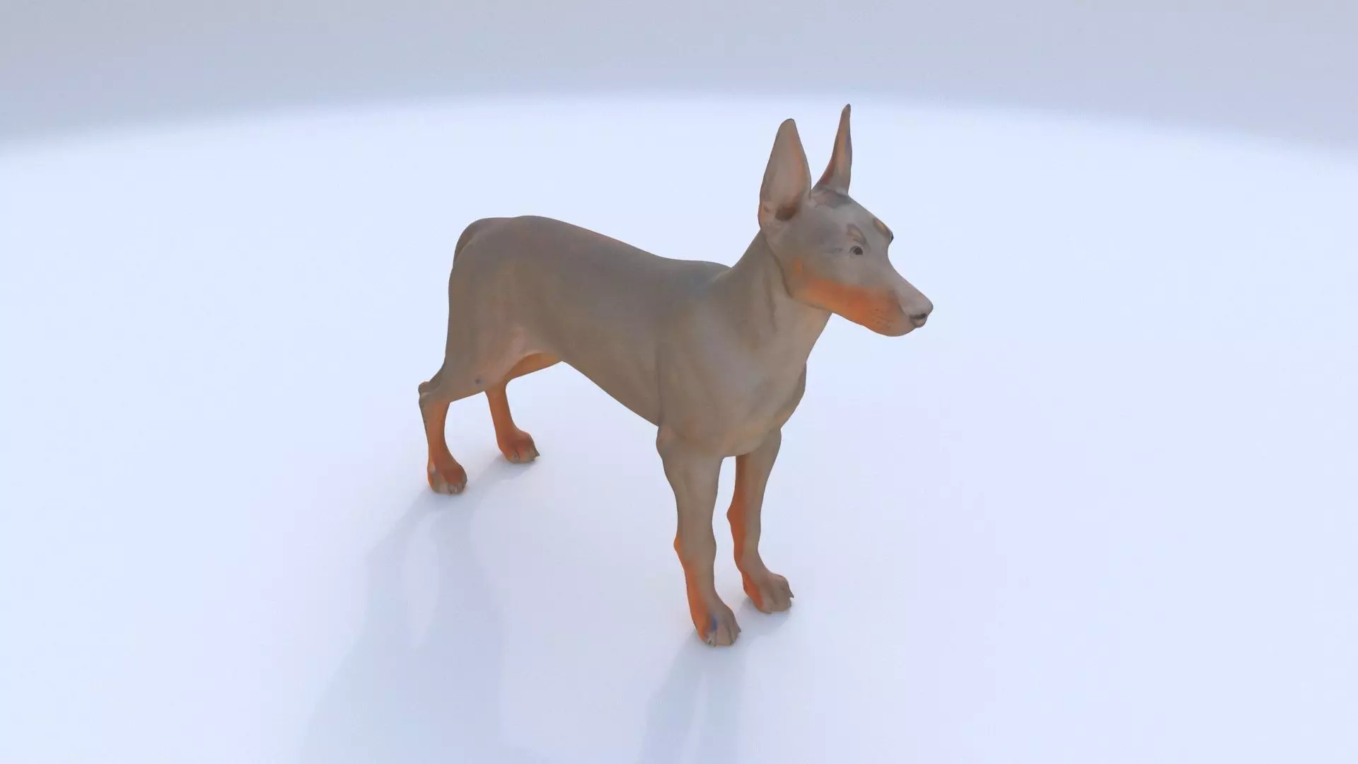 Doberman Pinscher 3D model_0