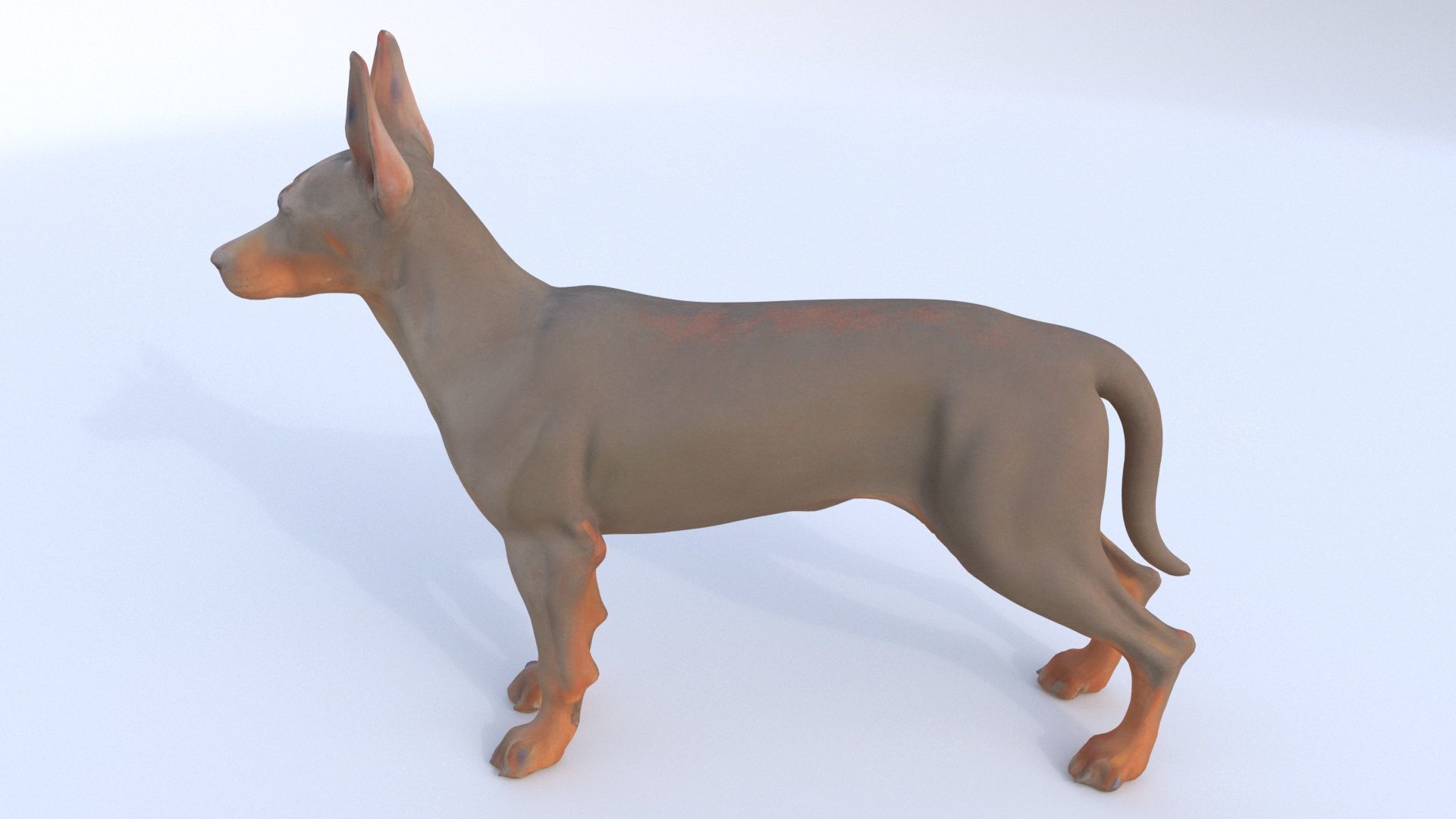 Doberman Pinscher 3D model_2