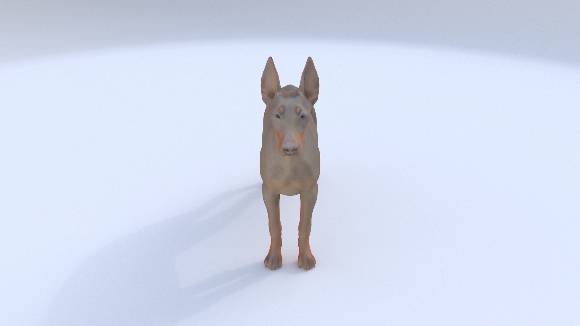 Doberman Pinscher 3D model_1