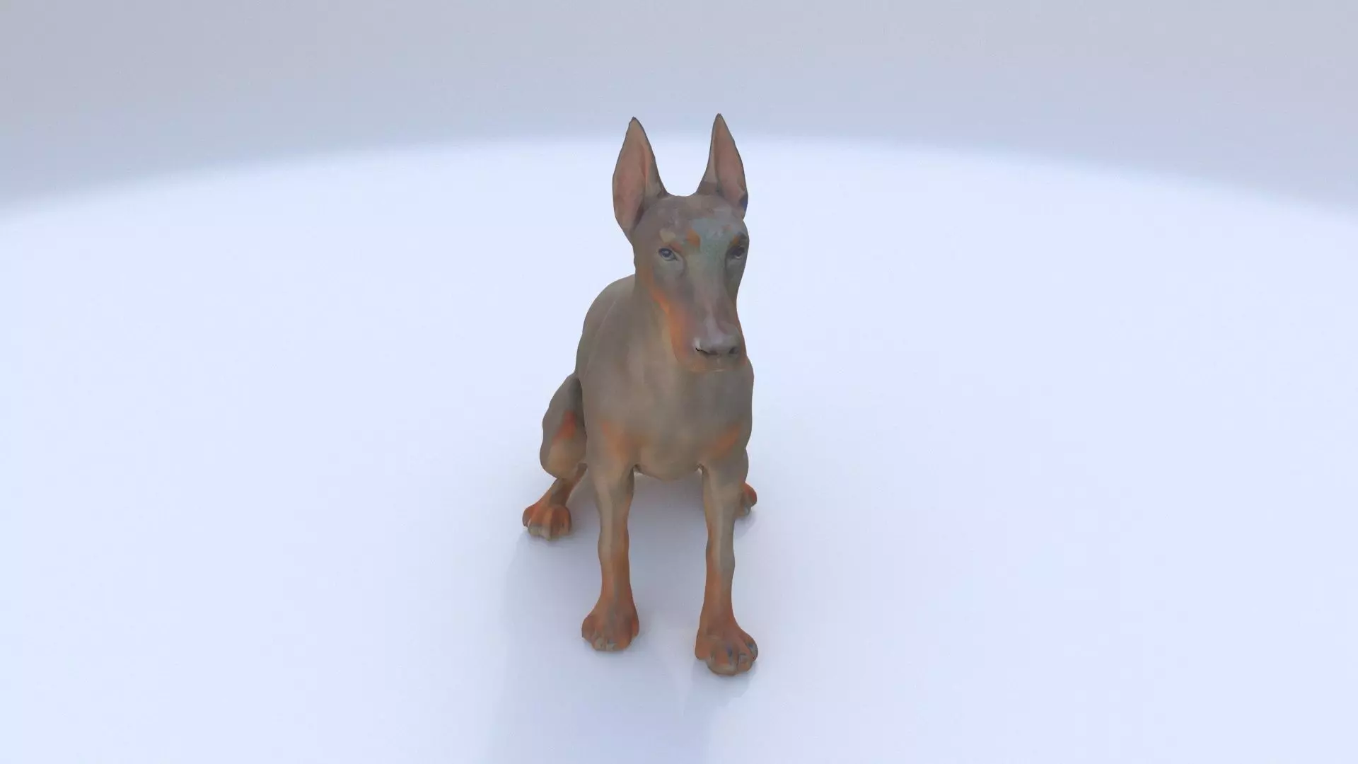 Doberman Pinscher seated 3D model_0