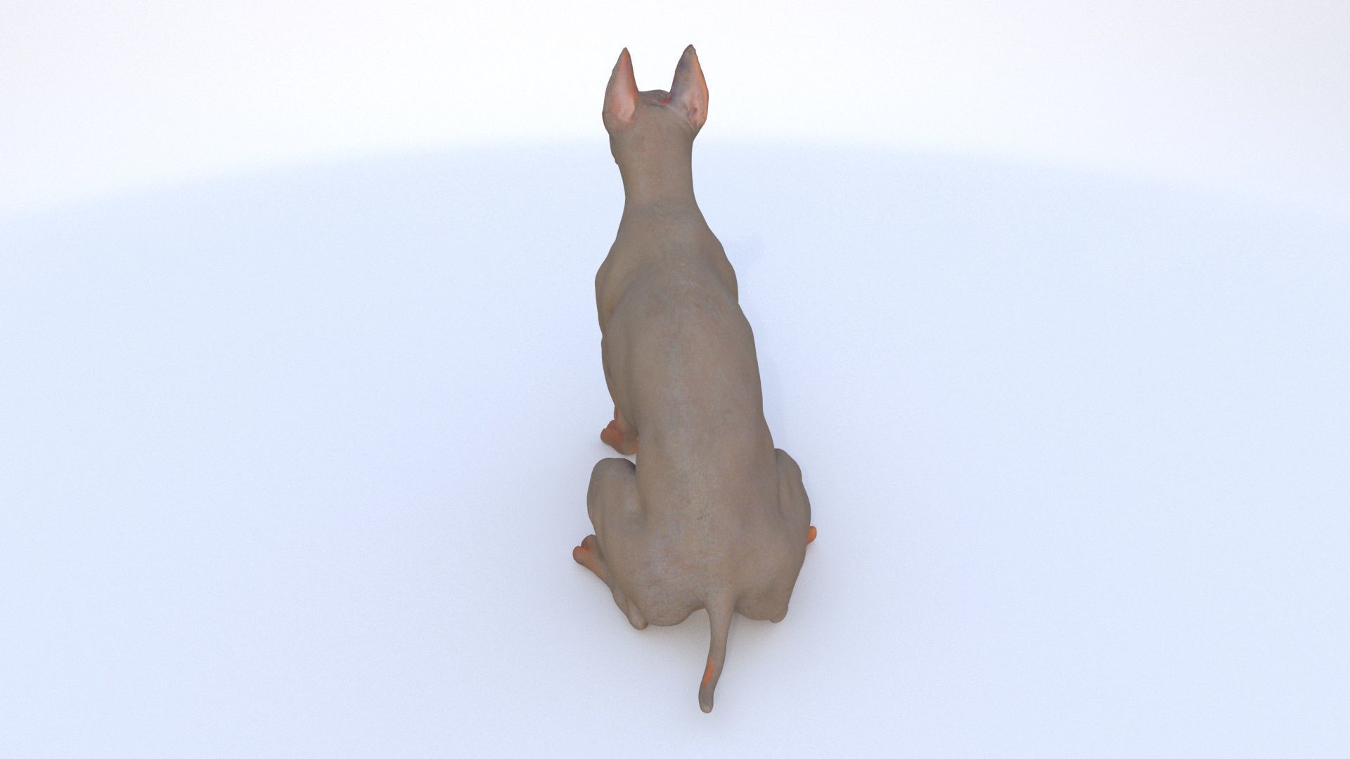 Doberman Pinscher seated 3D model_3