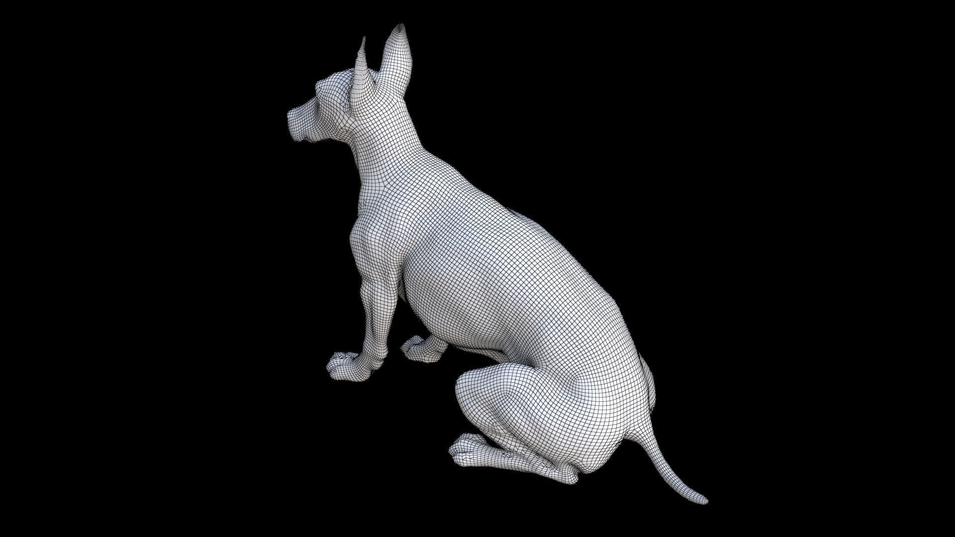 Doberman Pinscher seated 3D model_7