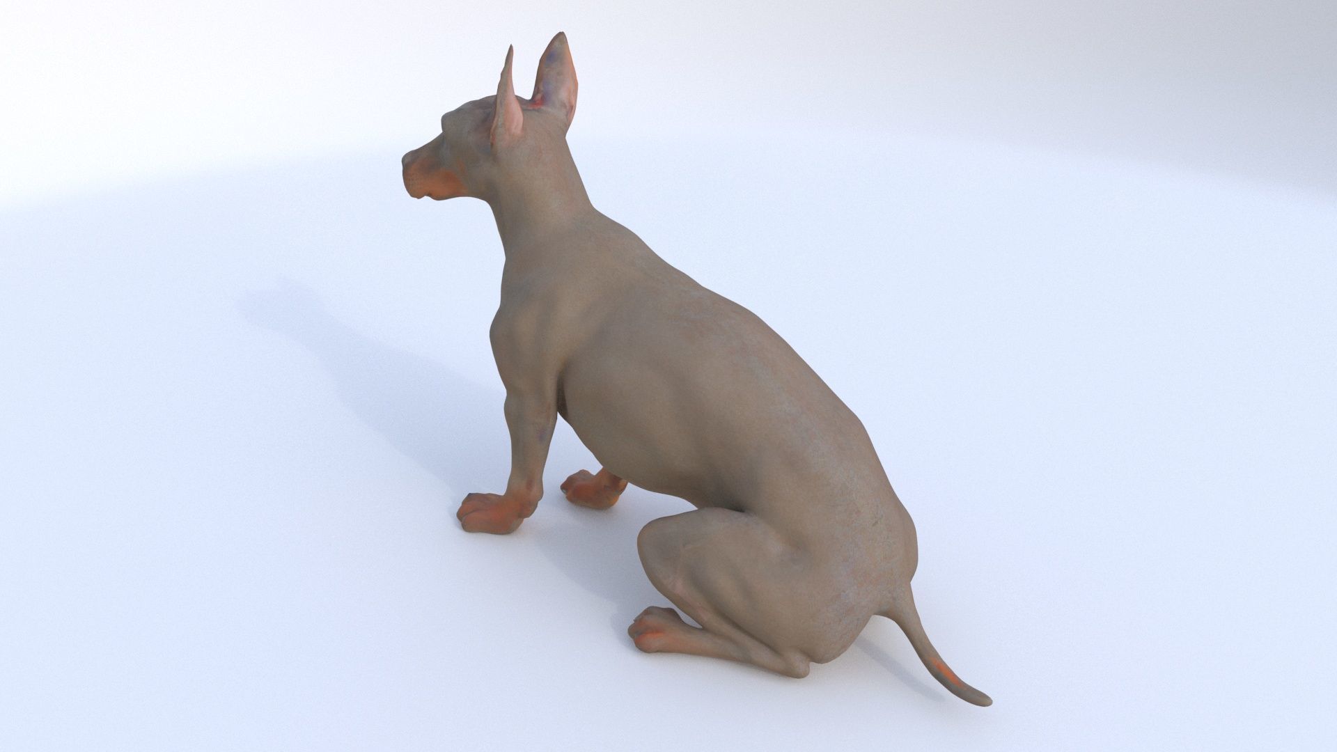 Doberman Pinscher seated 3D model_2
