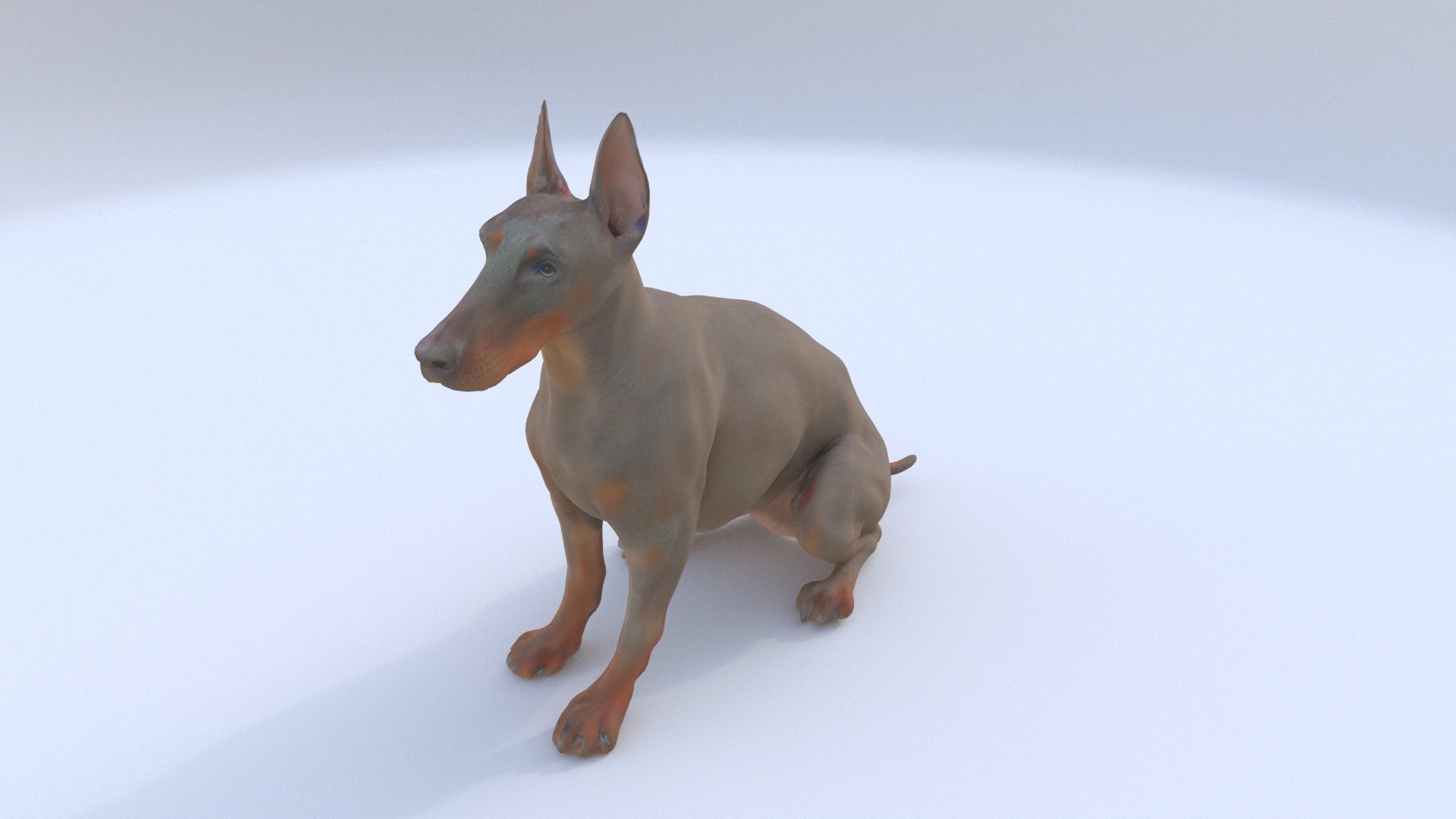 Doberman Pinscher seated 3D model_1