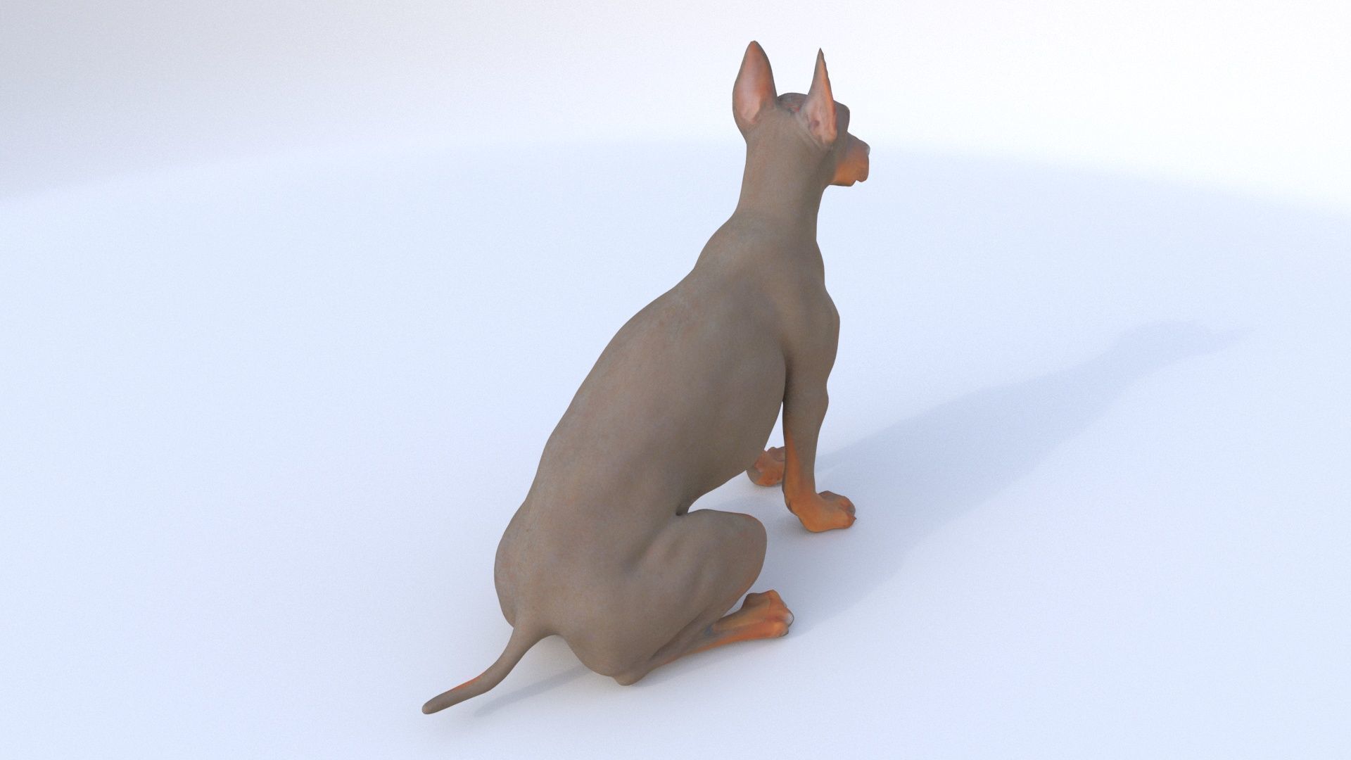 Doberman Pinscher seated 3D model_4