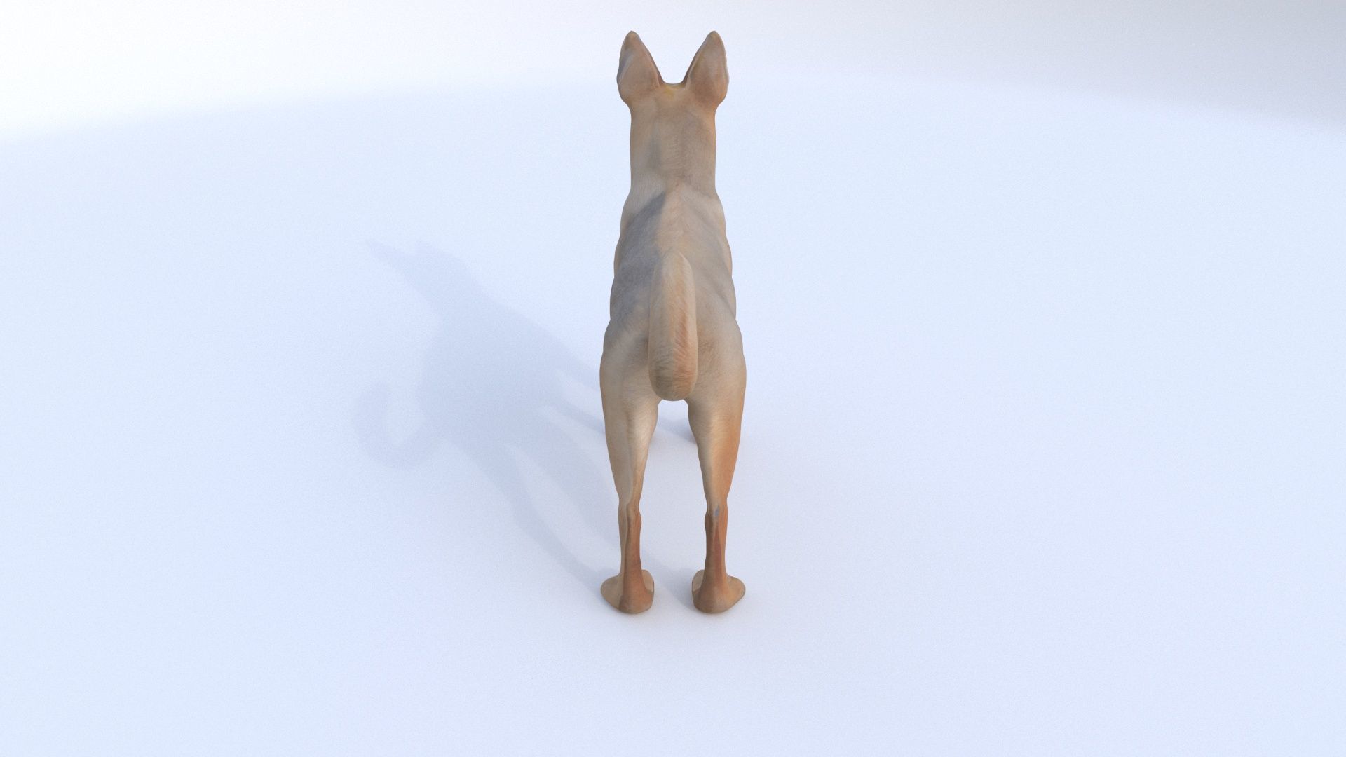 German Shepherd 3D model_2