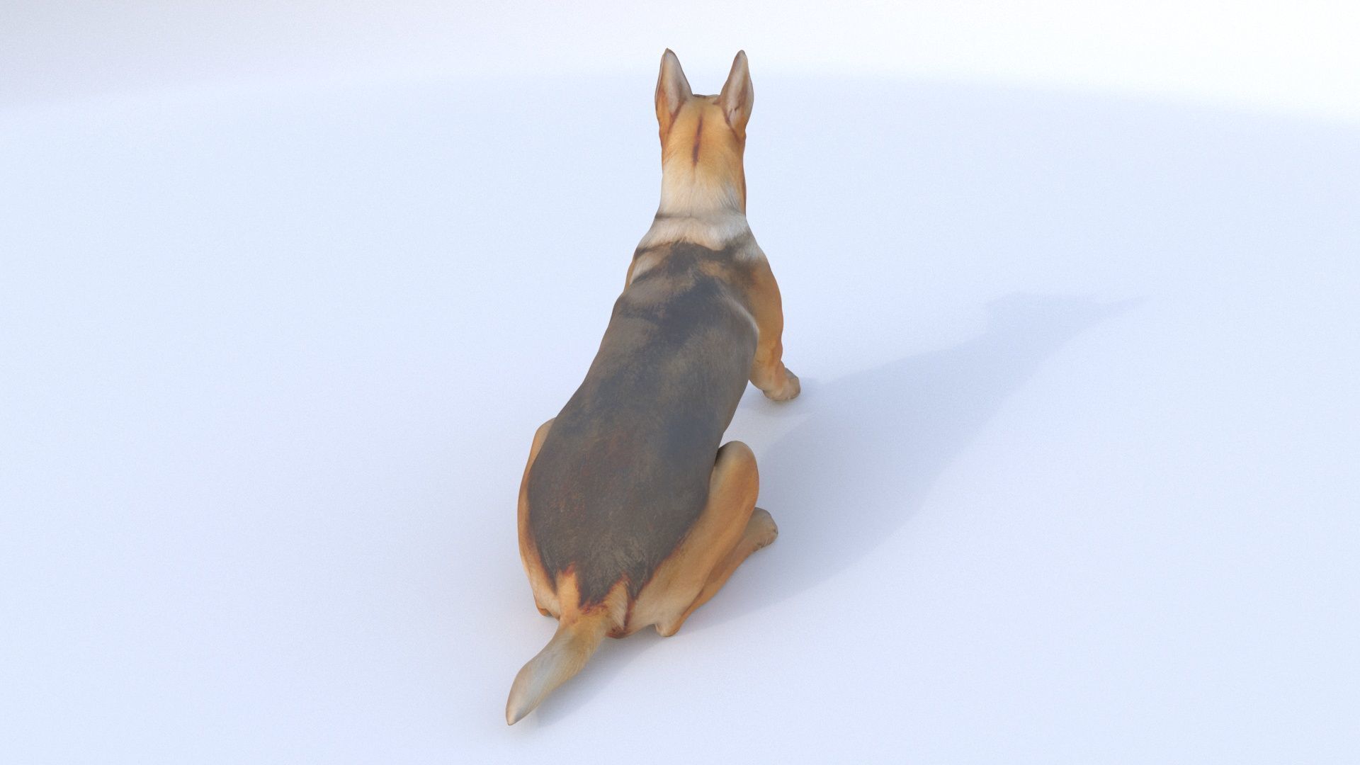 German Shepherd seated 3D model_4
