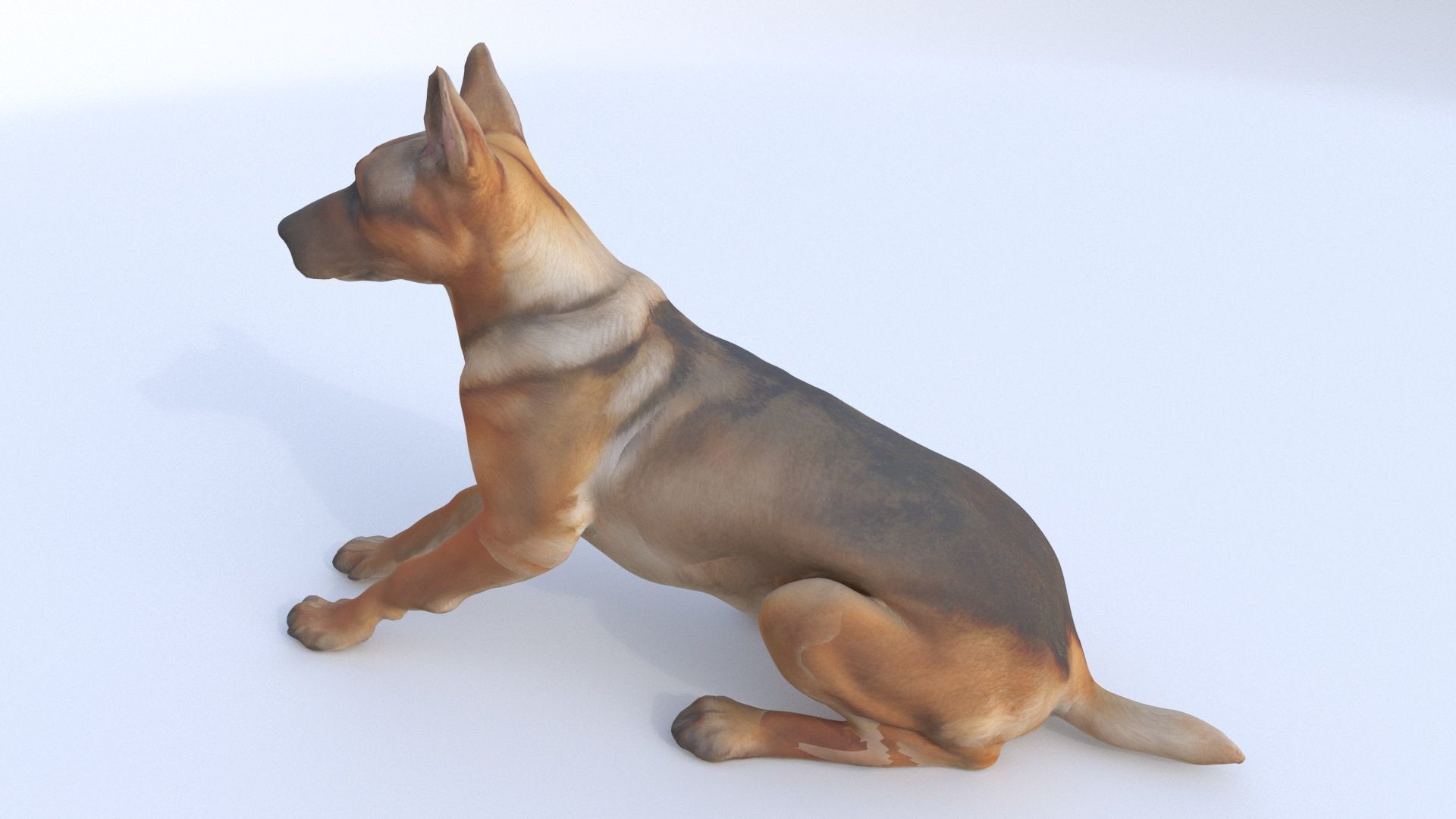 German Shepherd seated 3D model_2