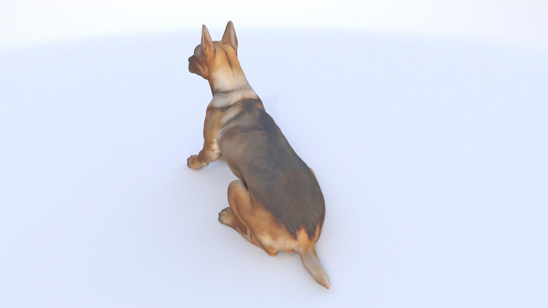 German Shepherd seated 3D model_3