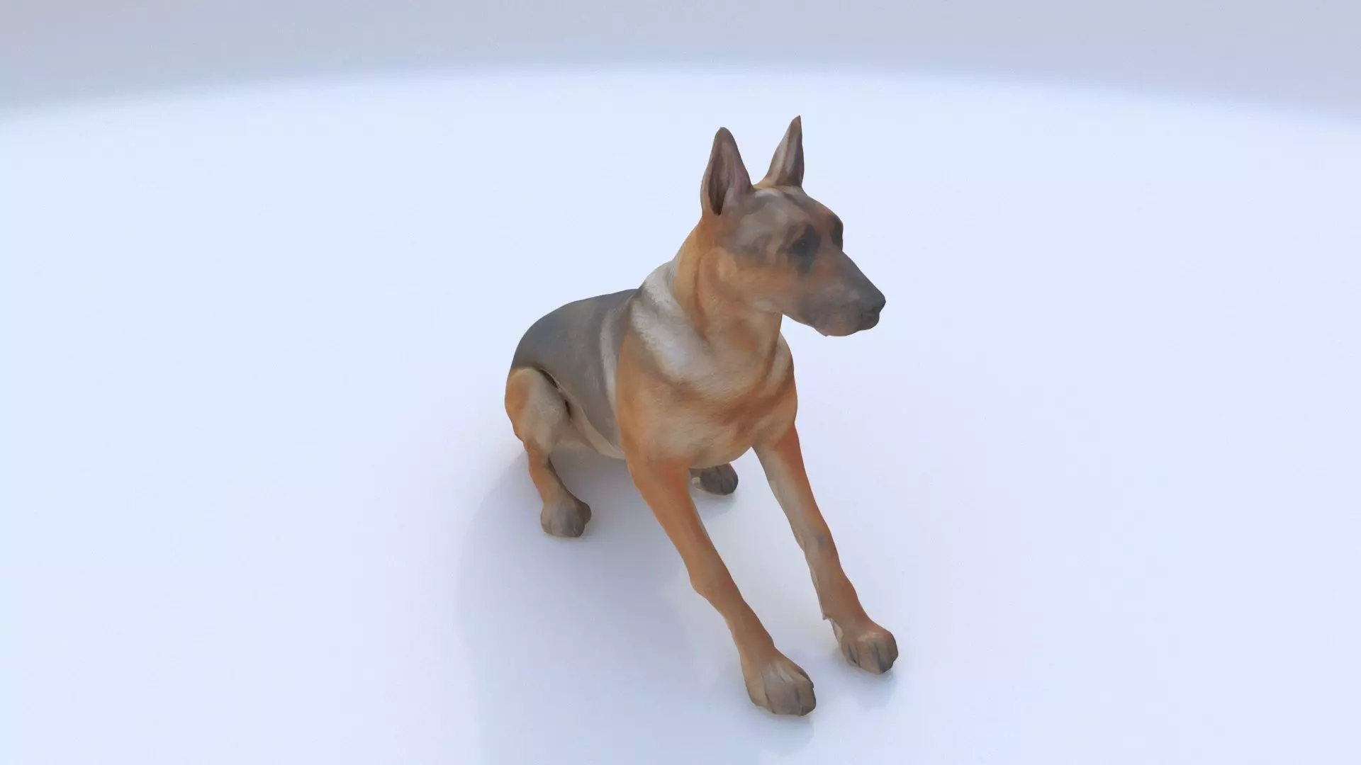 German Shepherd seated 3D model_0