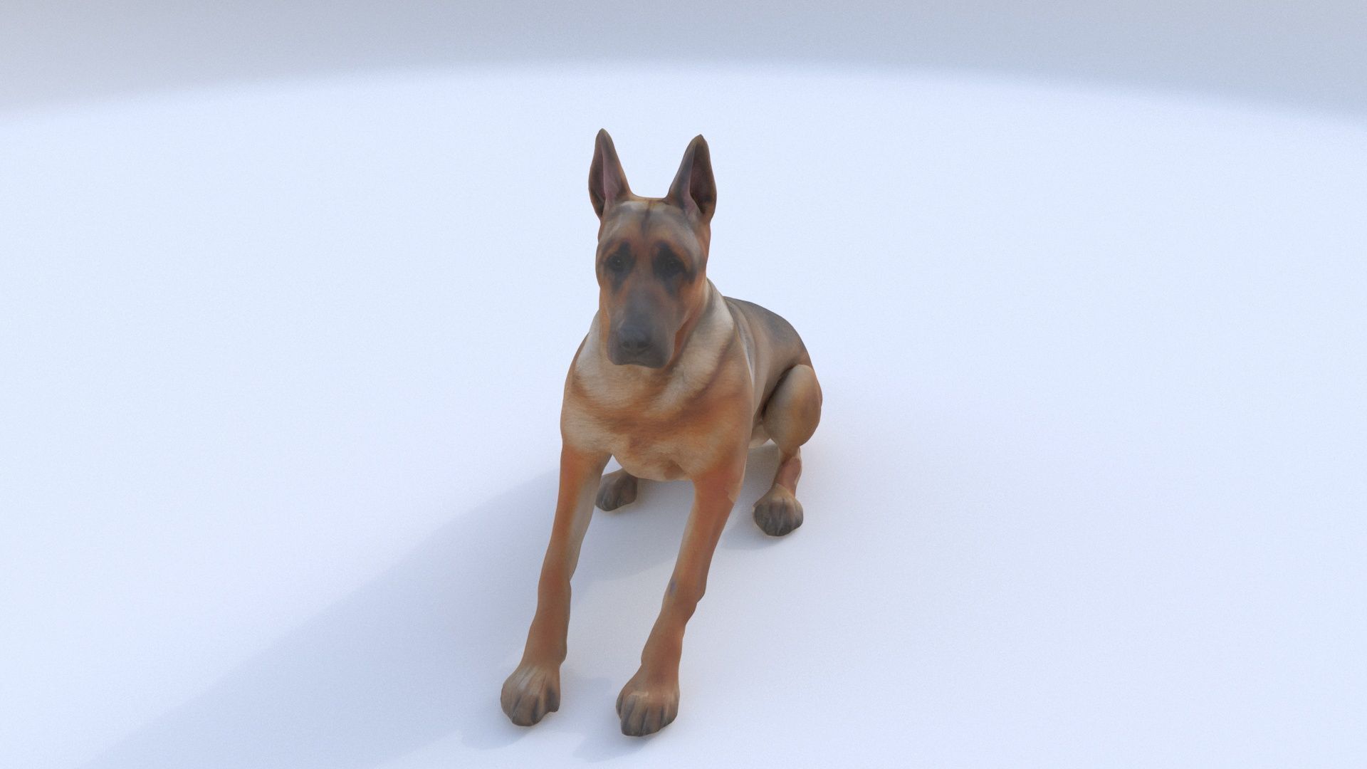 German Shepherd seated 3D model_1