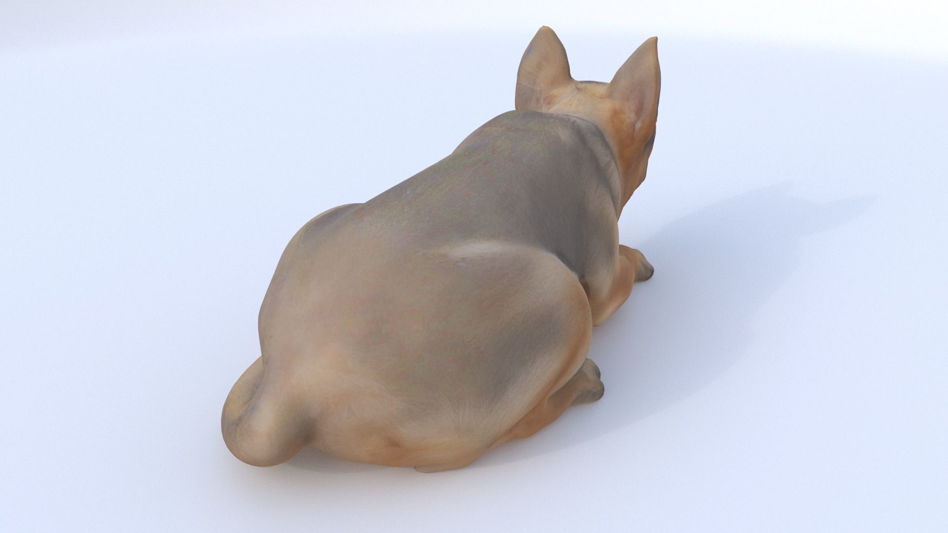 German Shepherd sleeping 3D model_4