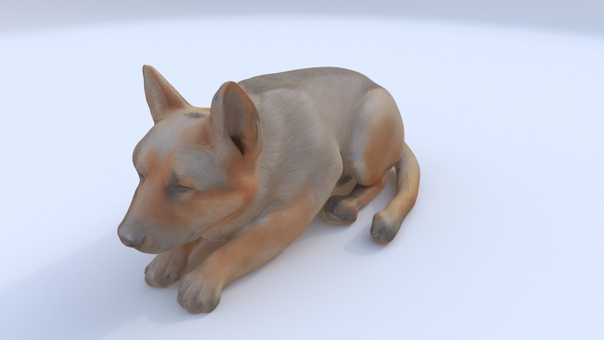 German Shepherd sleeping 3D model_1