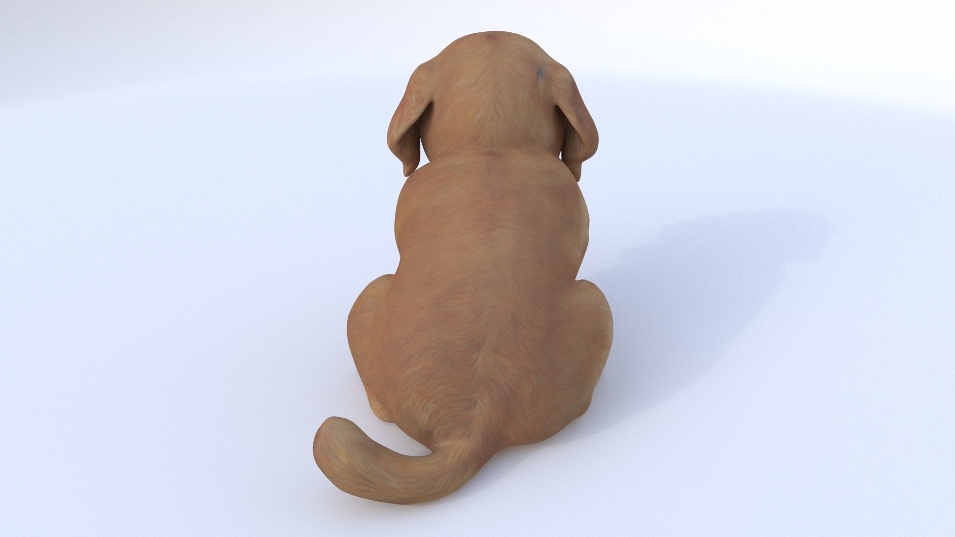 Golden Retriever 3D model_4