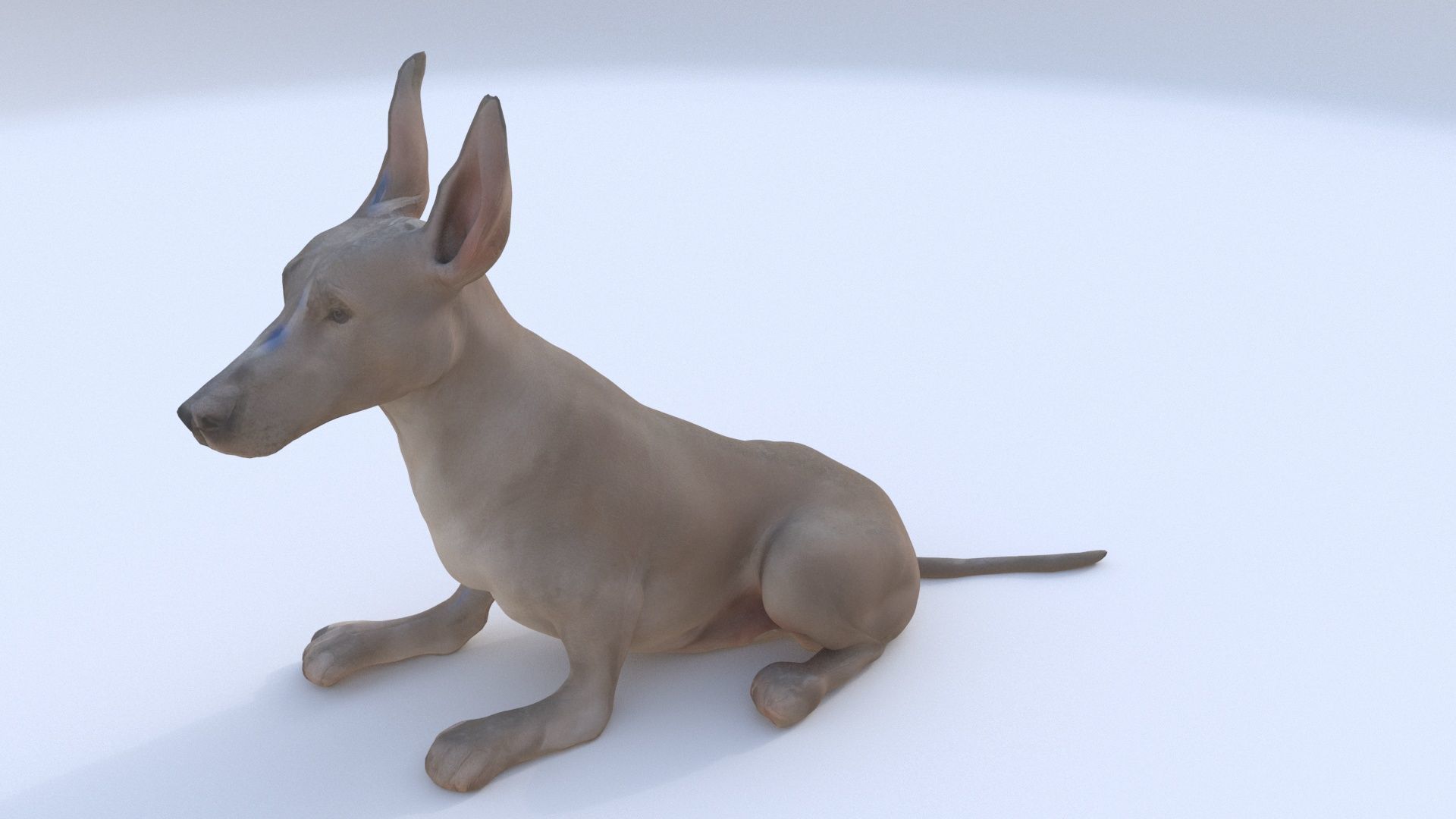 Great Dane seated 3D model_1