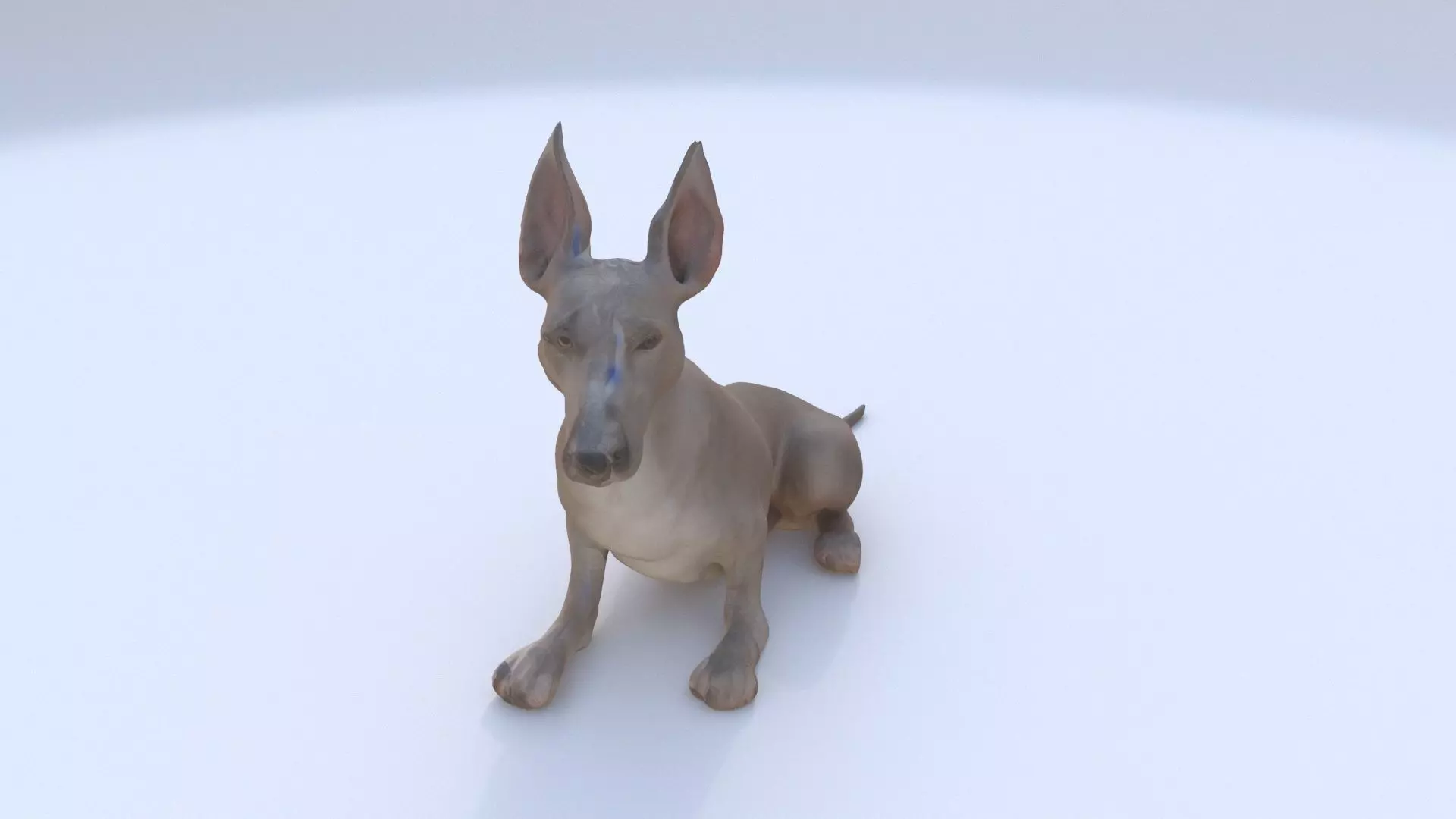 Great Dane seated 3D model_0