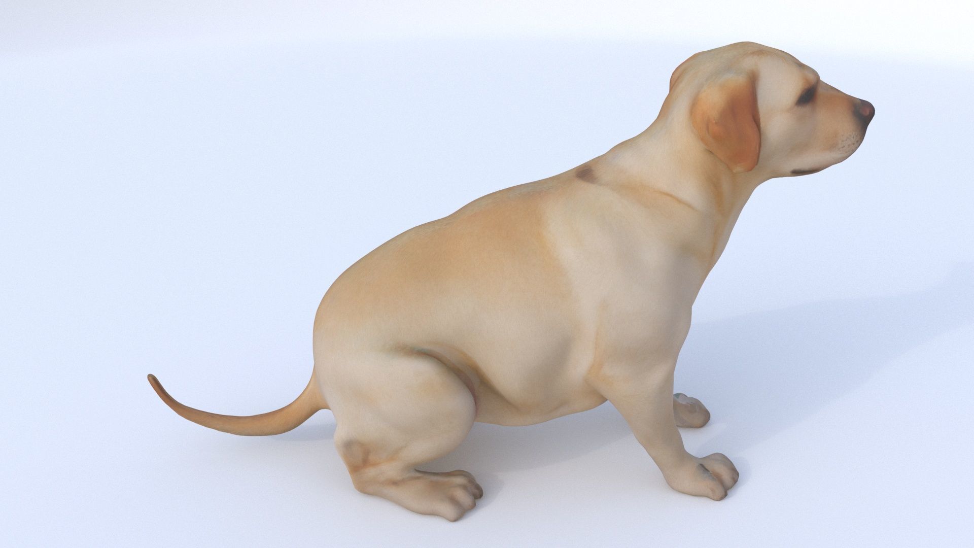 Labrador Retriever seated 3D model_4