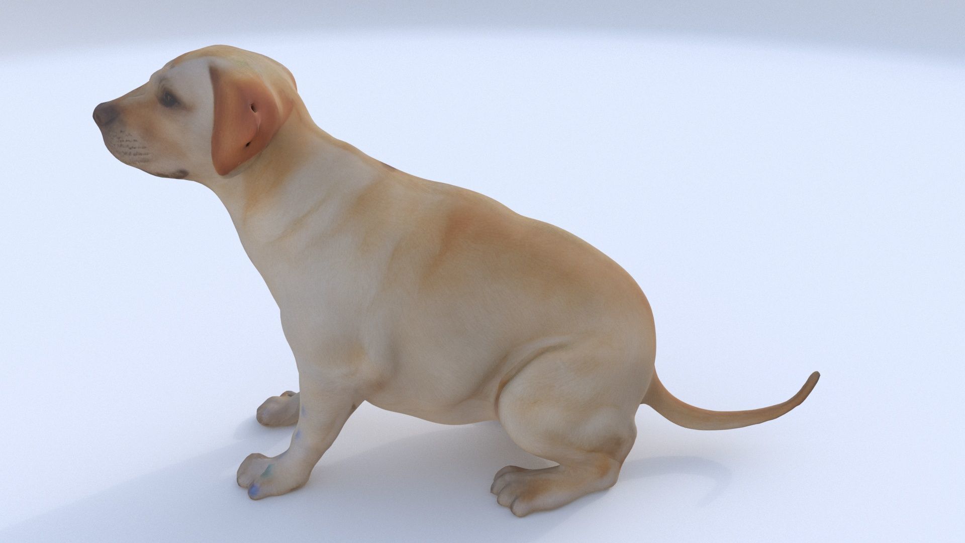 Labrador Retriever seated 3D model_1