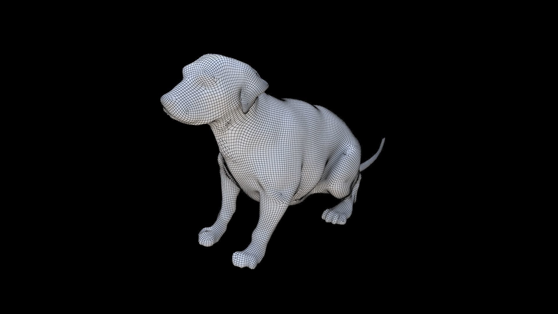 Labrador Retriever seated 3D model_5