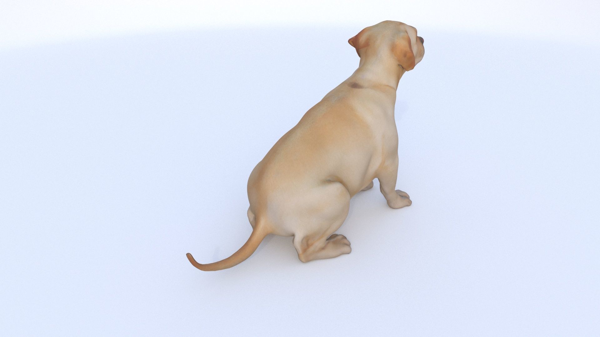 Labrador Retriever seated 3D model_3