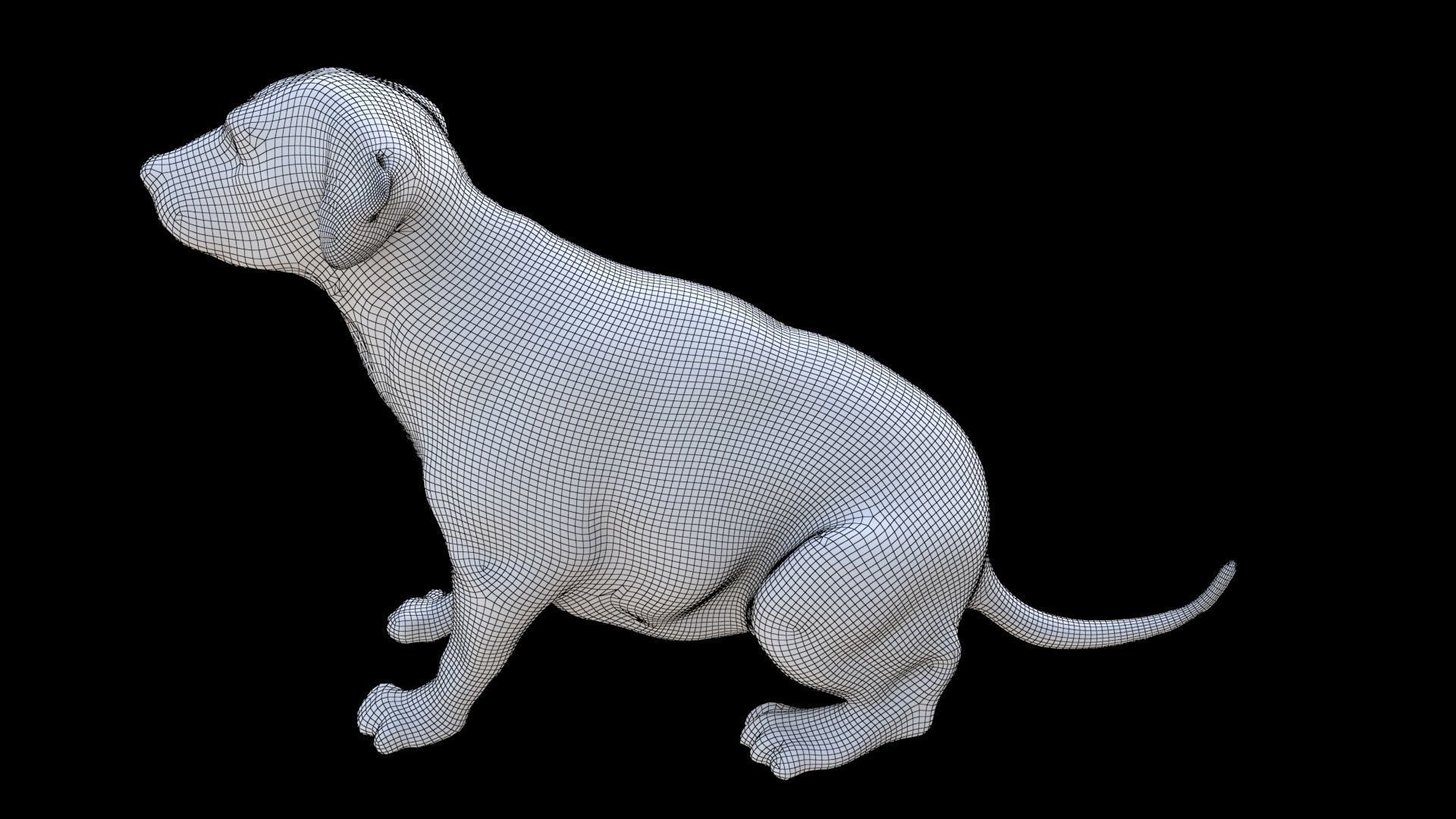 Labrador Retriever seated 3D model_6