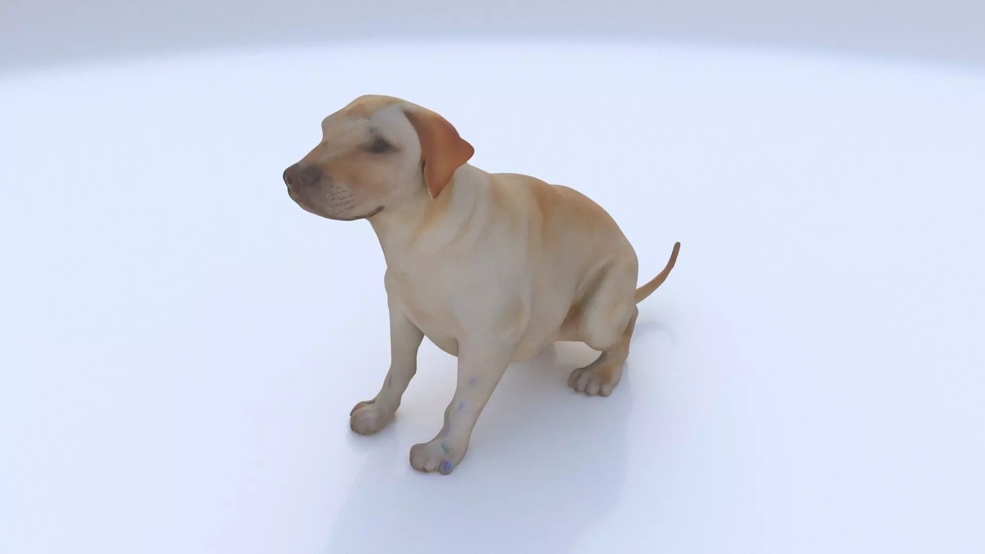 Labrador Retriever seated 3D model_0