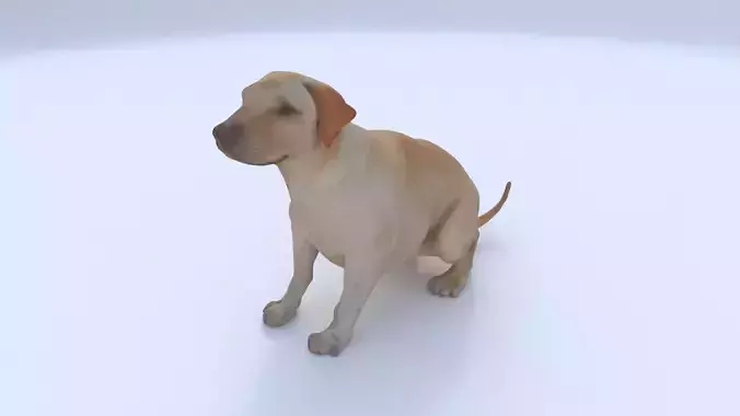 Labrador Retriever seated 3D model