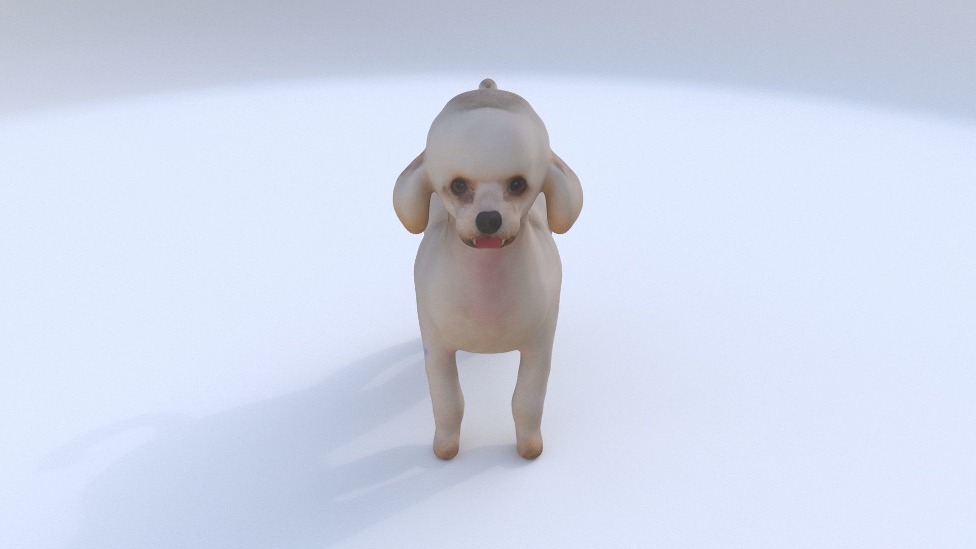 Poodle 3D model_1