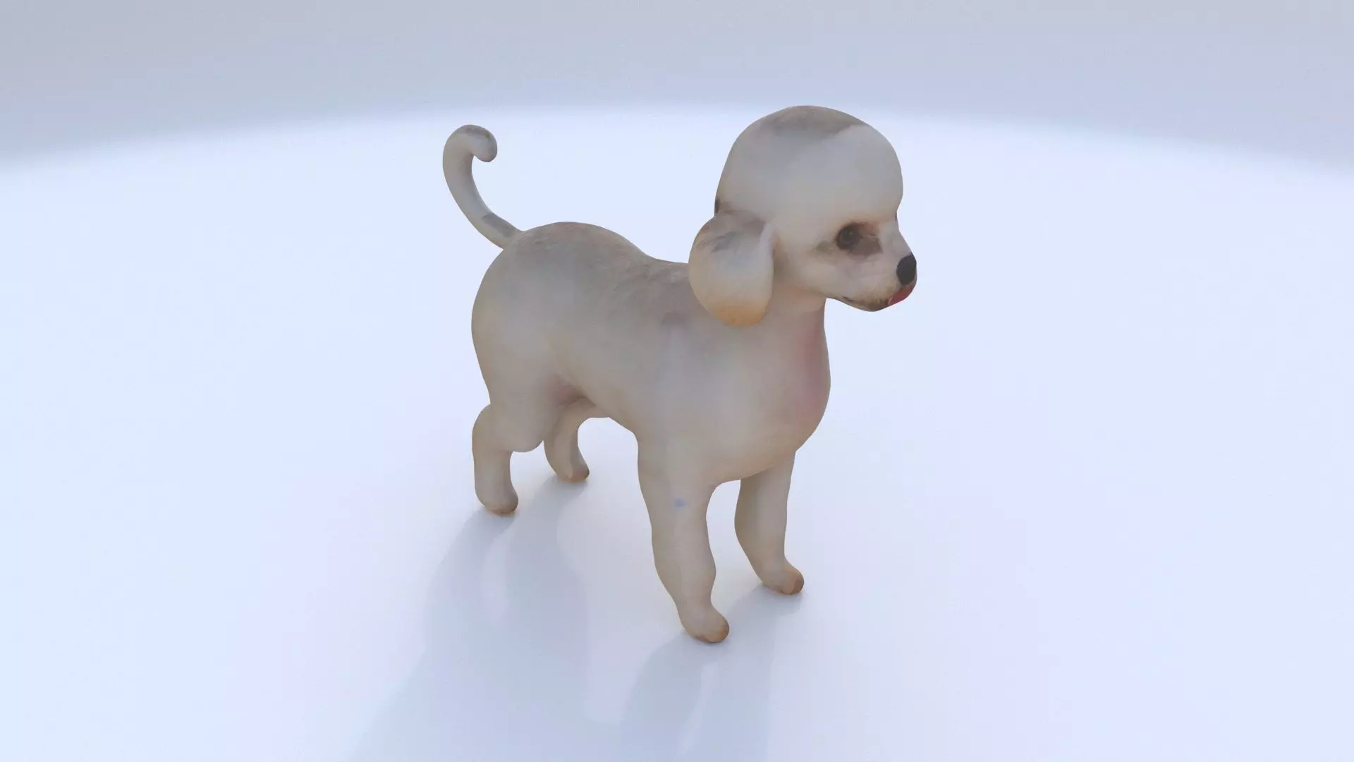 Poodle 3D model_0