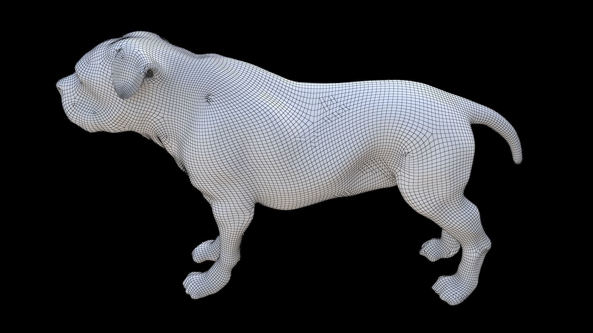 Rottweiler 3D model_6