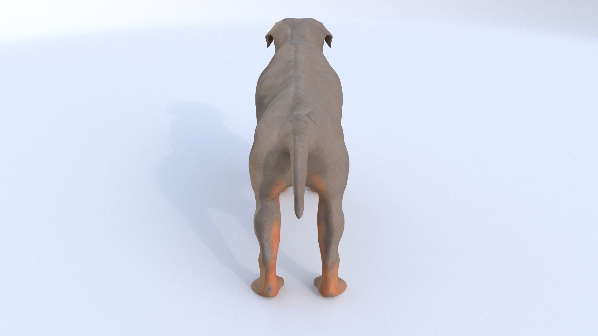 Rottweiler 3D model_2