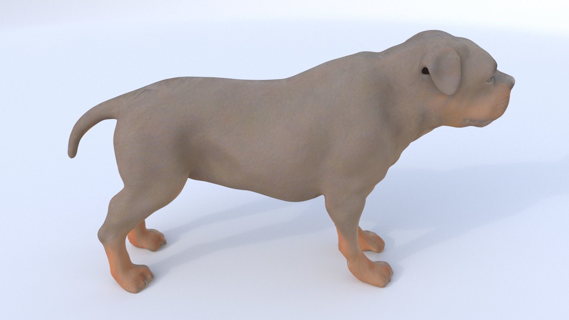 Rottweiler 3D model_4