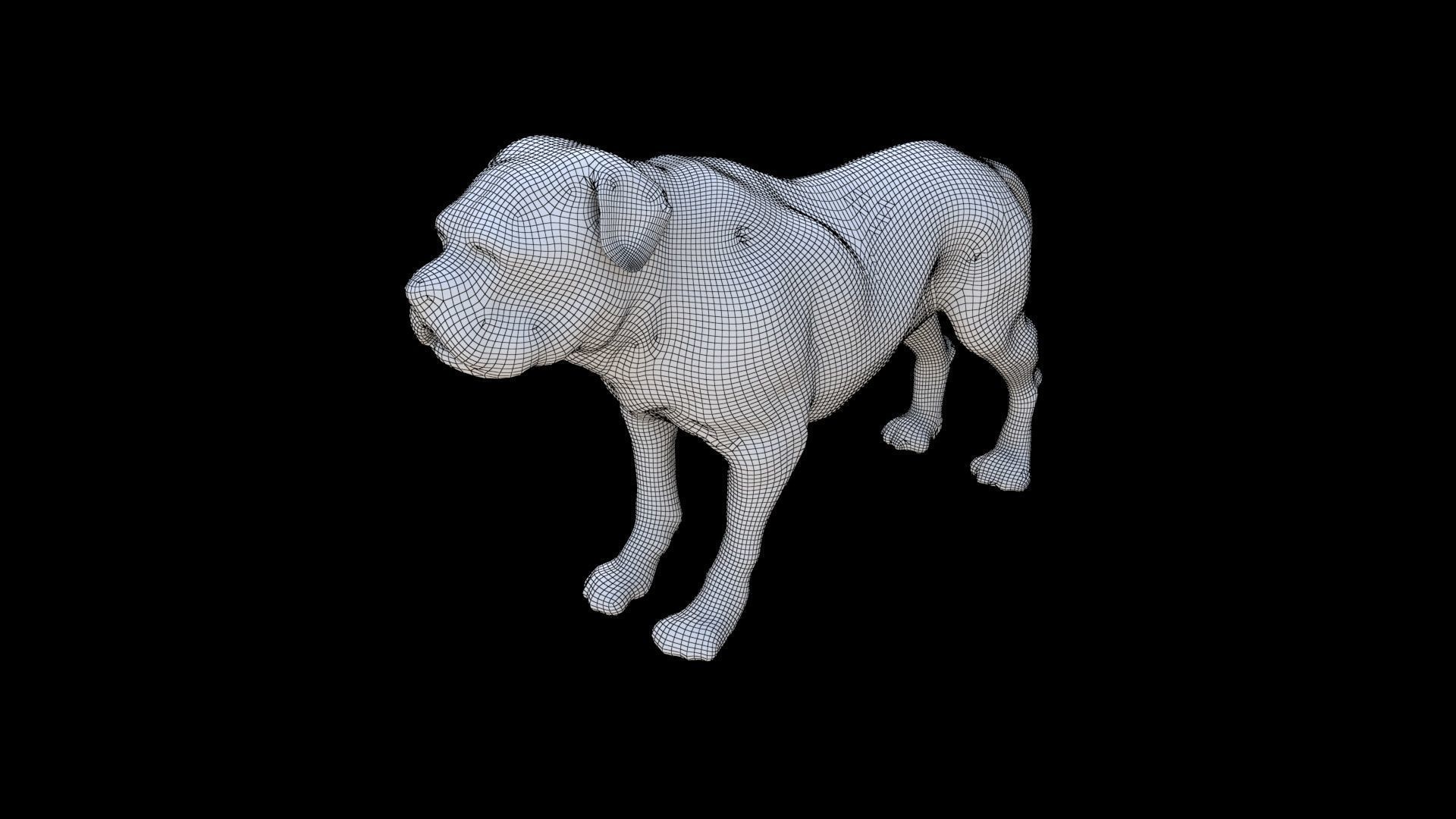Rottweiler 3D model_5
