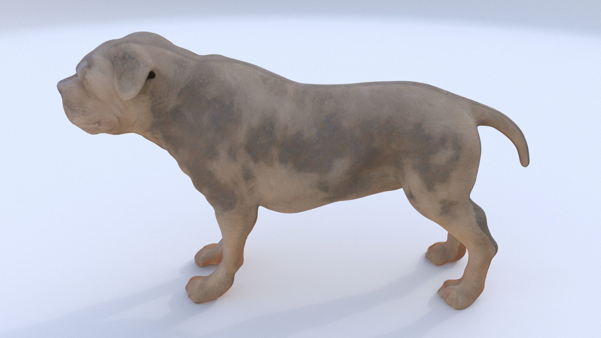 Rottweiler 3D model_1