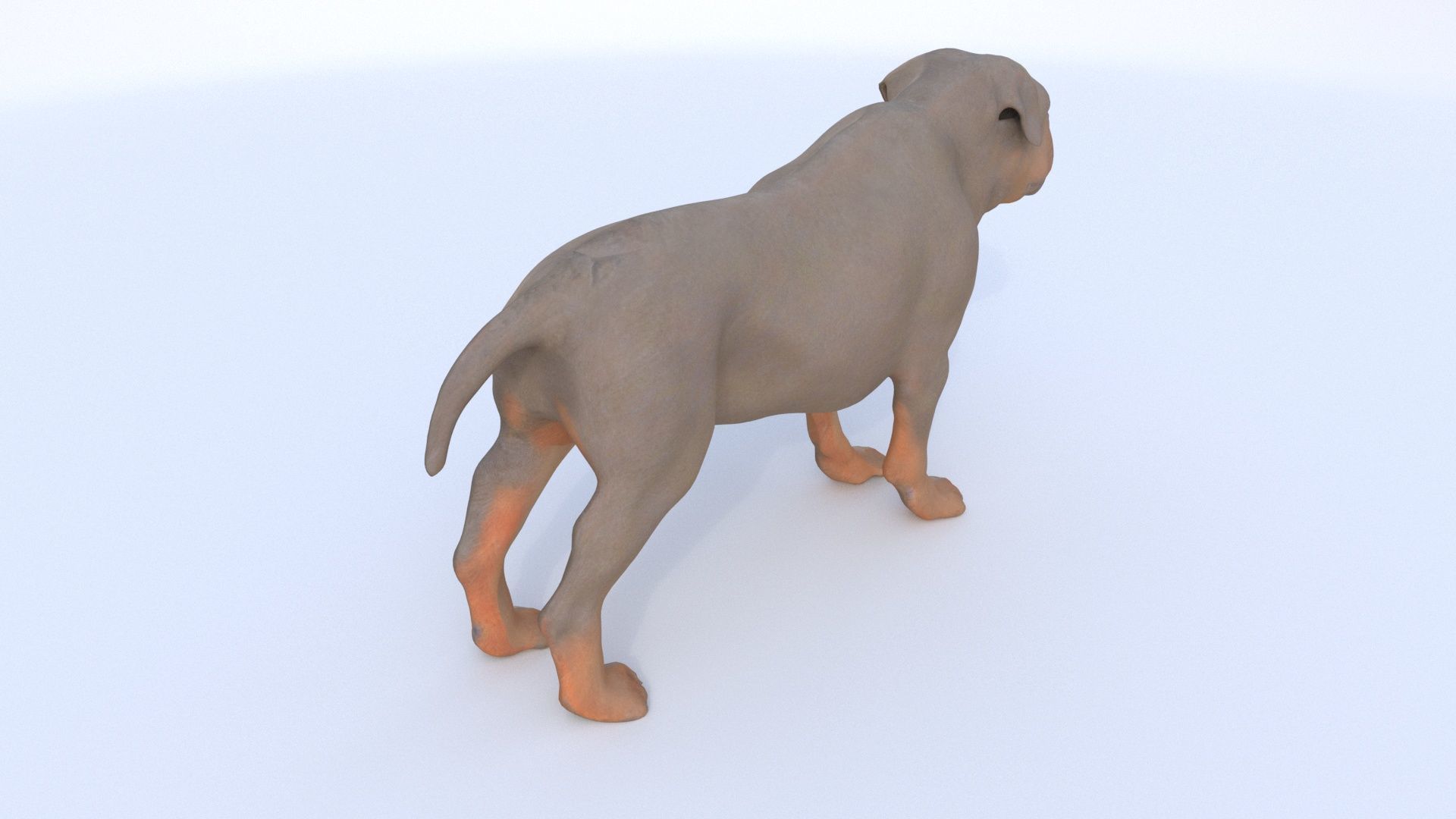 Rottweiler 3D model_3