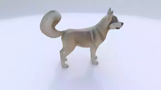 Siberian Husky 3D model